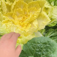 湖北精品黃心大白菜主要對接全國市場產地直